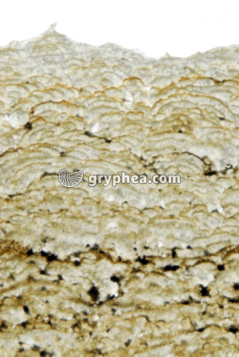 Stromatolite LPNA x5 - gryphea.org